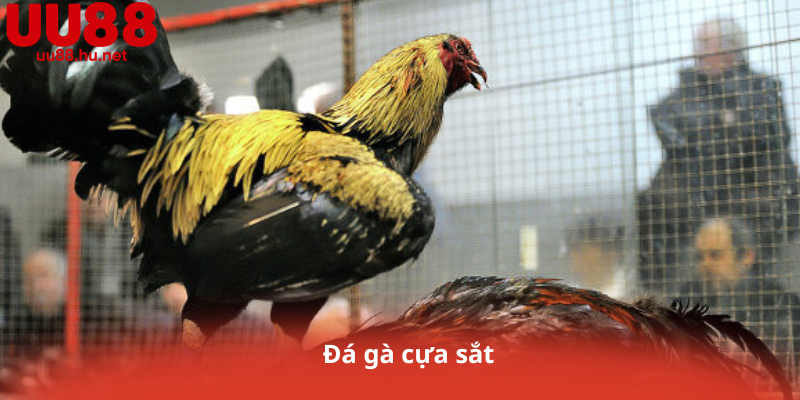 Đá gà cựa sắt